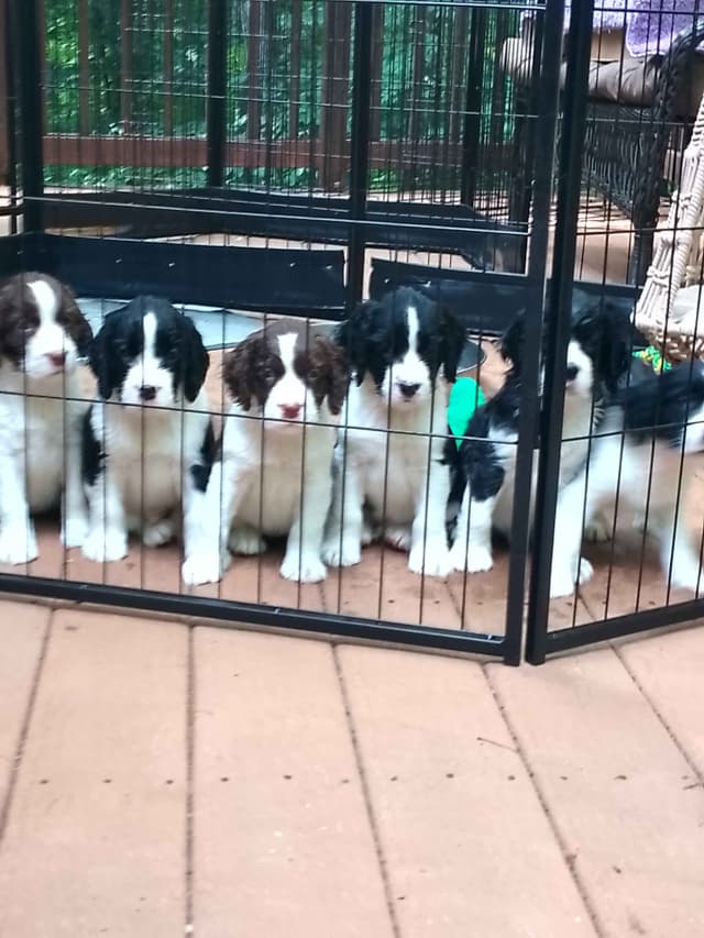 English Springer Spaniel Puppies media 2