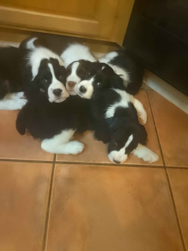 English Springer Spaniel Puppies media 3