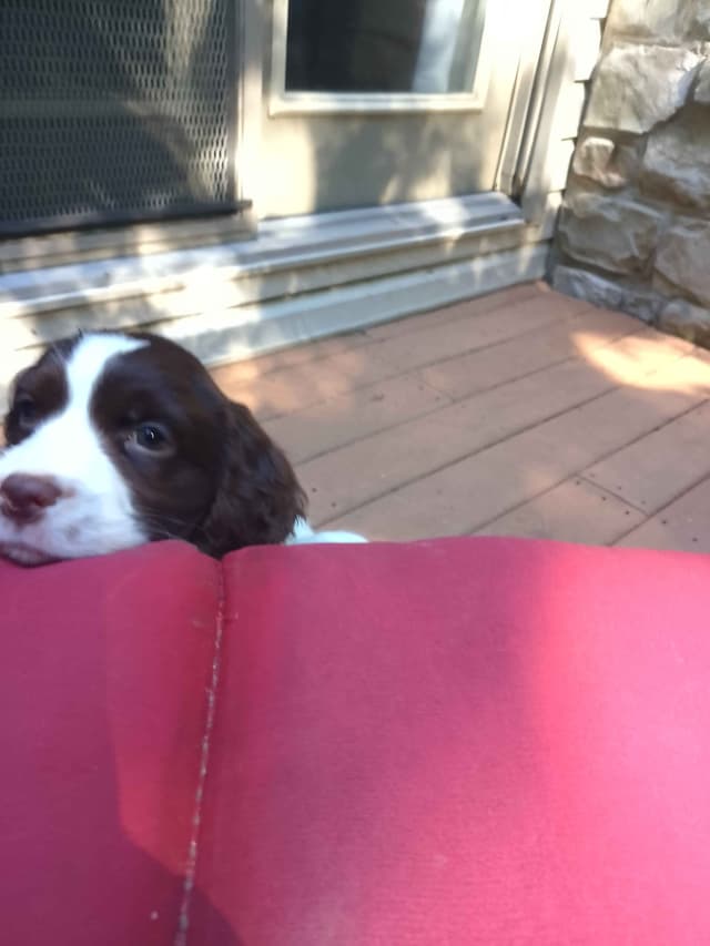 English Springer Spaniel Puppies media 5