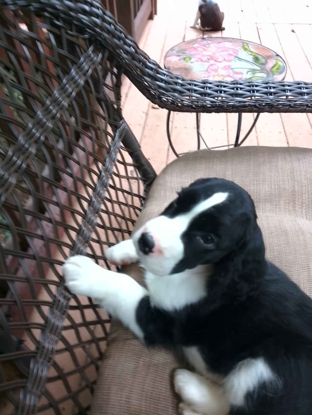 English Springer Spaniel Puppies media 6