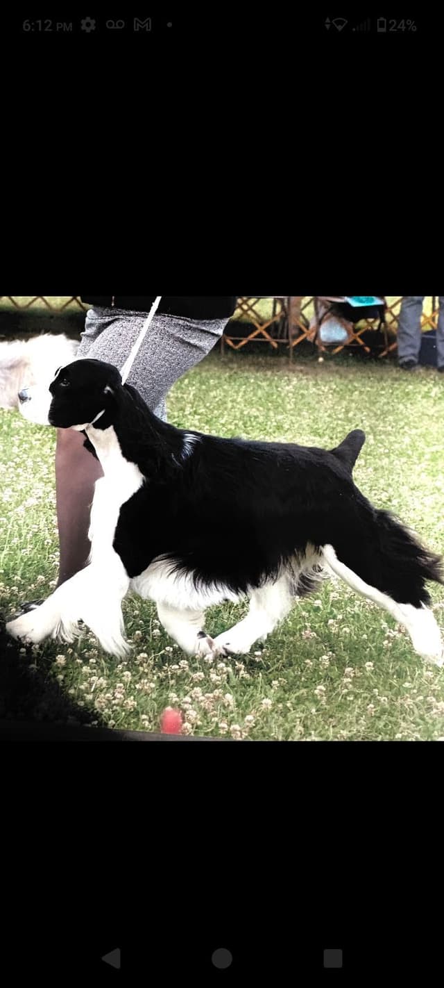 English Springer Spaniel Puppies media 9