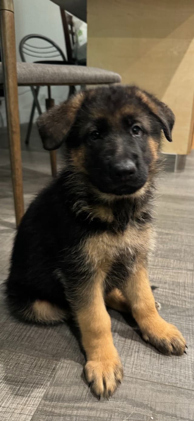 German Shepherd Dog Puppies media 6