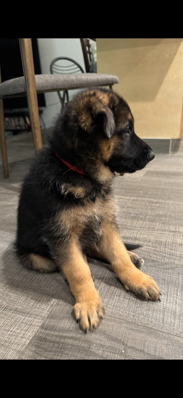 German Shepherd Dog Puppies media 7