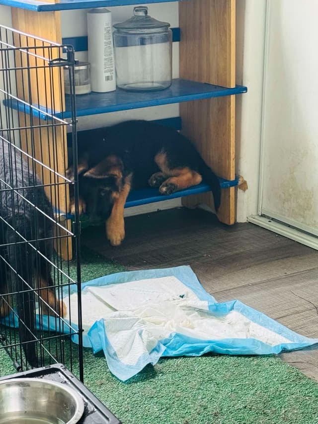 German Shepherd Dog Puppies media 9