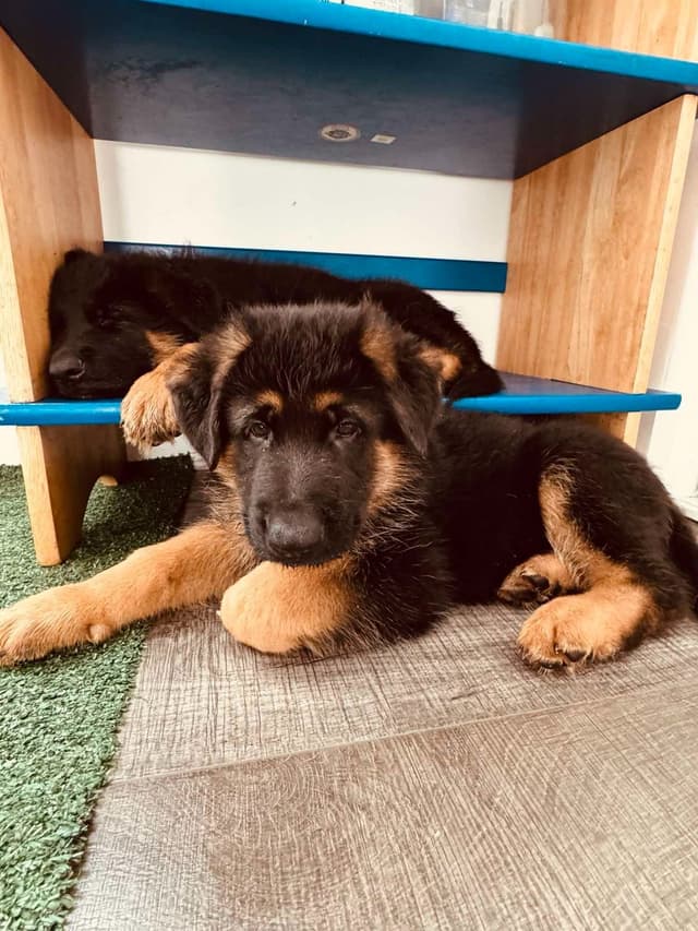 German Shepherd Dog Puppies media 10