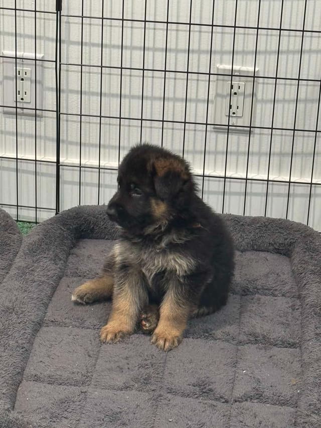 German Shepherd Dog Puppies media 8