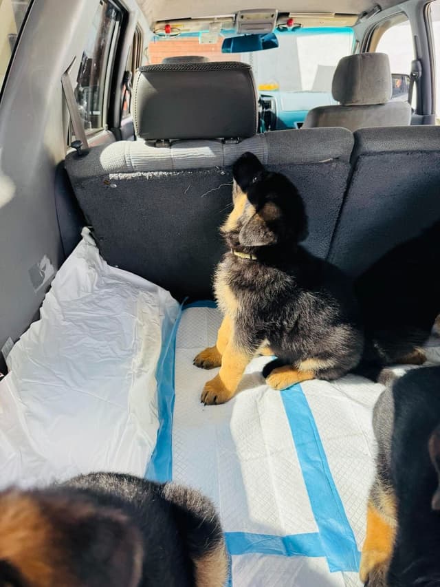 German Shepherd Dog Puppies media 11