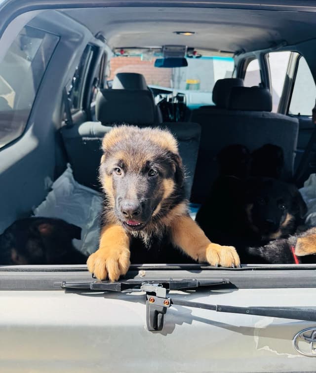 German Shepherd Dog Puppies media 17