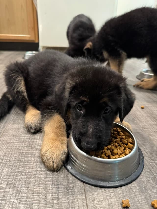 German Shepherd Dog Puppies media 14