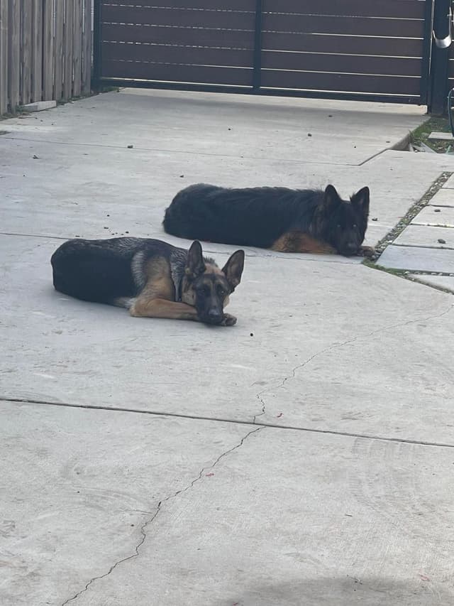 German Shepherd Dog Puppies media 3