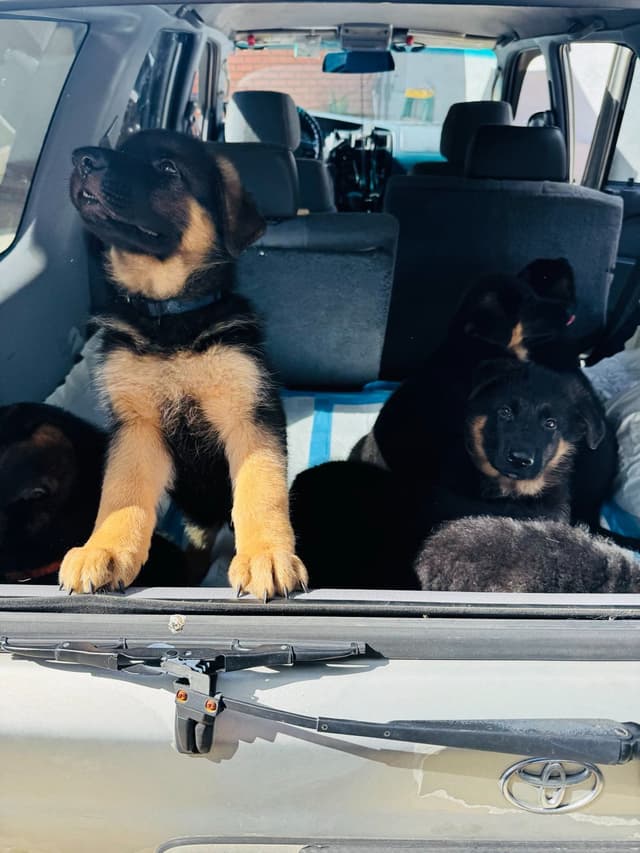 German Shepherd Dog Puppies media 13