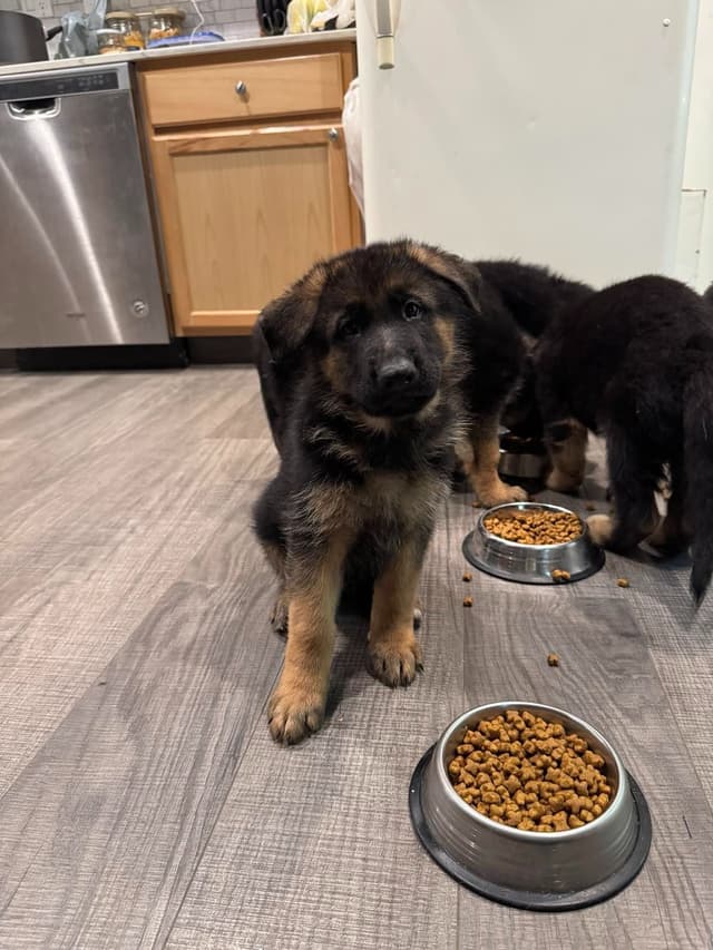 German Shepherd Dog Puppies media 12