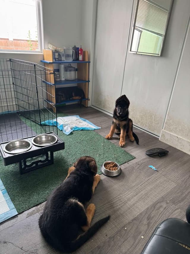 German Shepherd Dog Puppies media 15