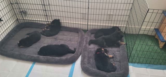German Shepherd Dog Puppies media 16