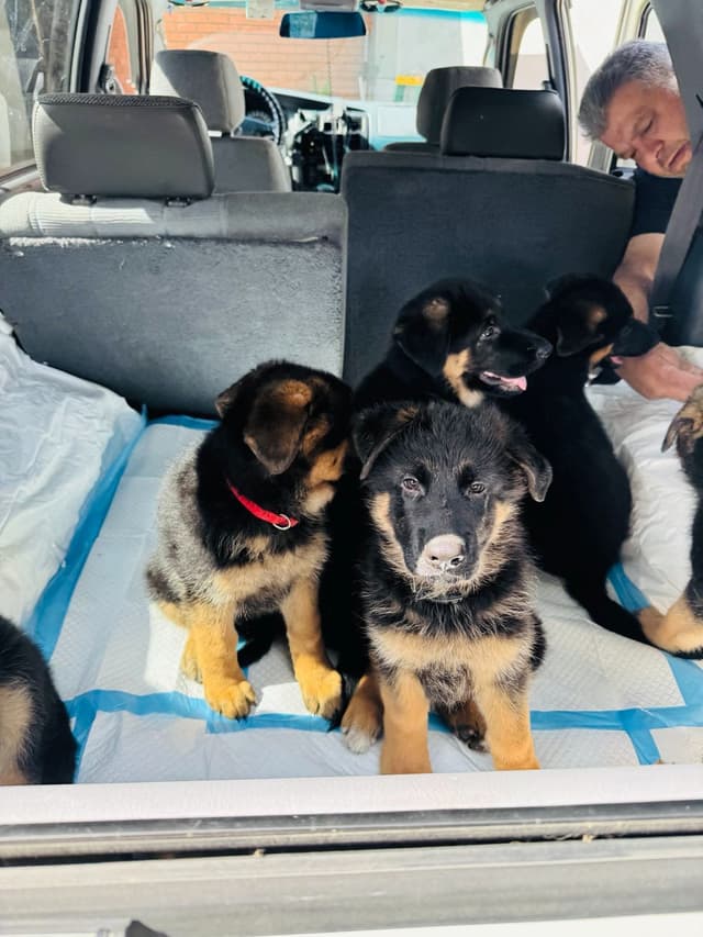 German Shepherd Dog Puppies media 19