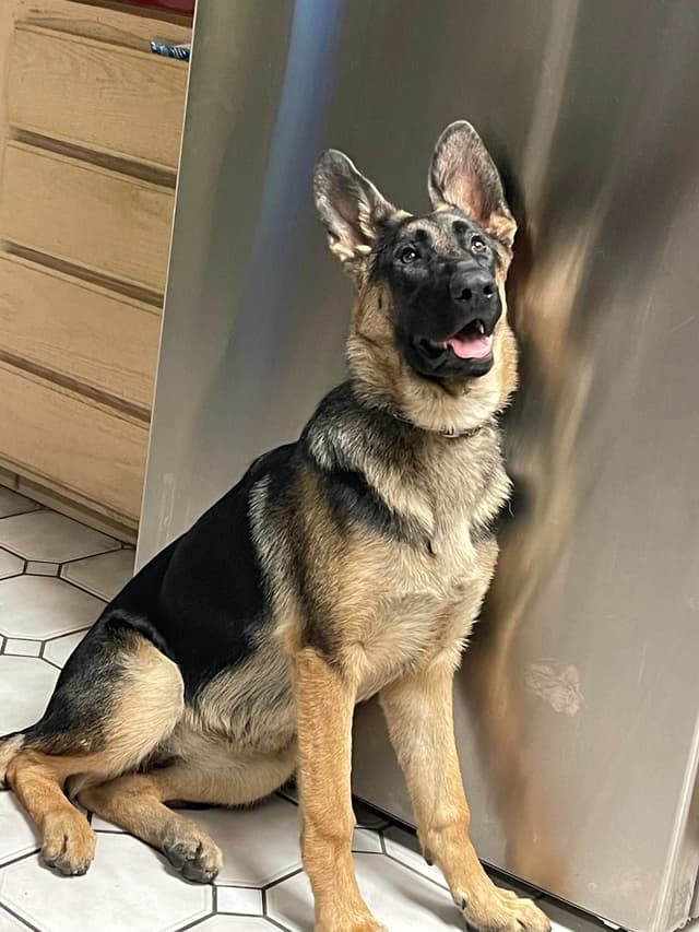 German Shepherd Dog Puppies media 4