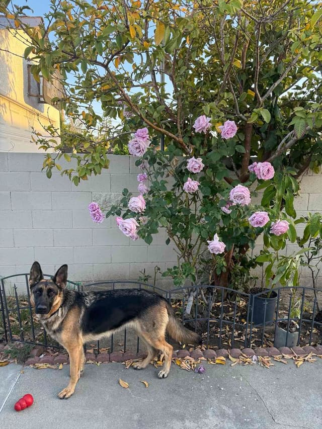 German Shepherd Dog Puppies media 5