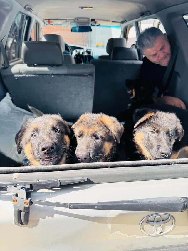 German Shepherd Dog Puppies media 24