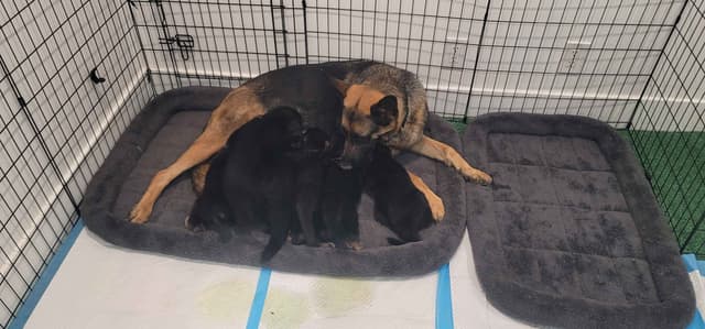 German Shepherd Dog Puppies media 22