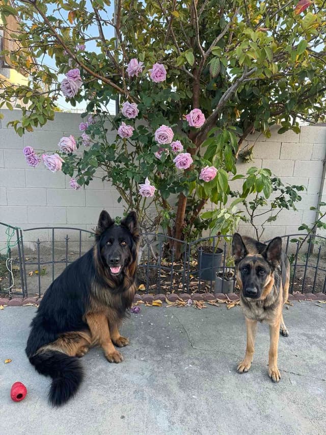 German Shepherd Dog Puppies media 21