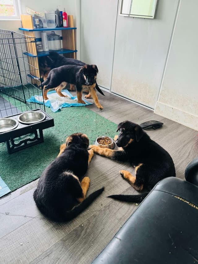German Shepherd Dog Puppies media 18