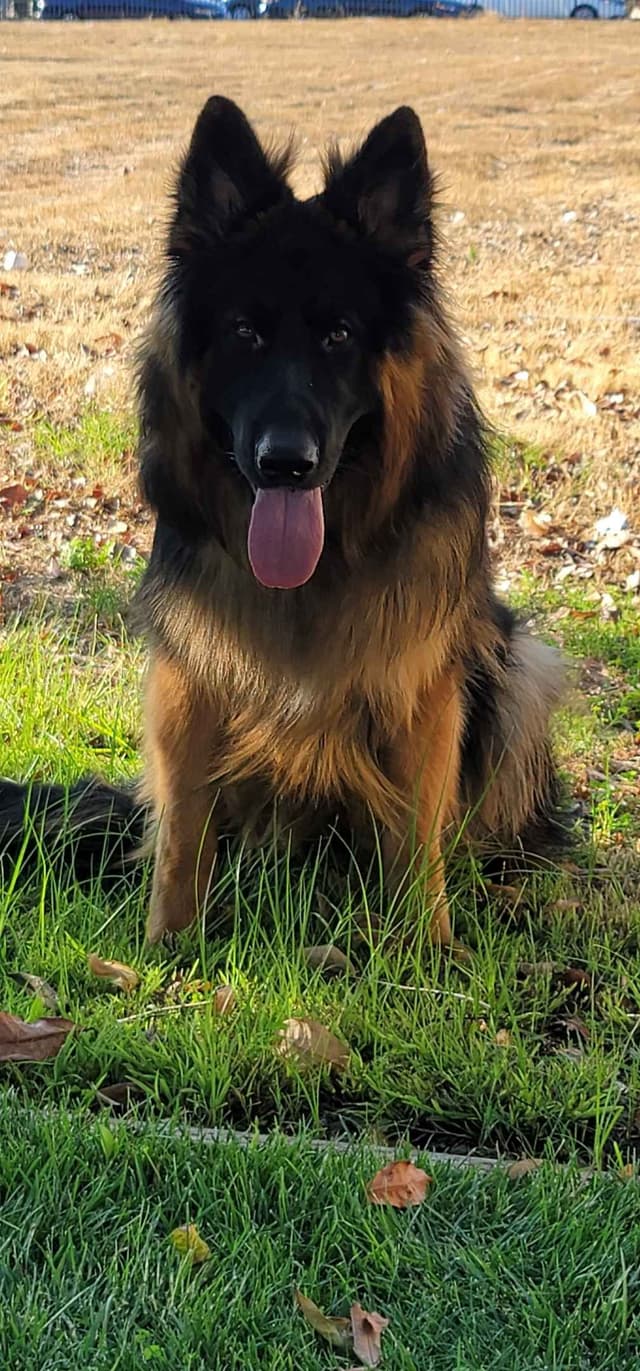 German Shepherd Dog Puppies media 2