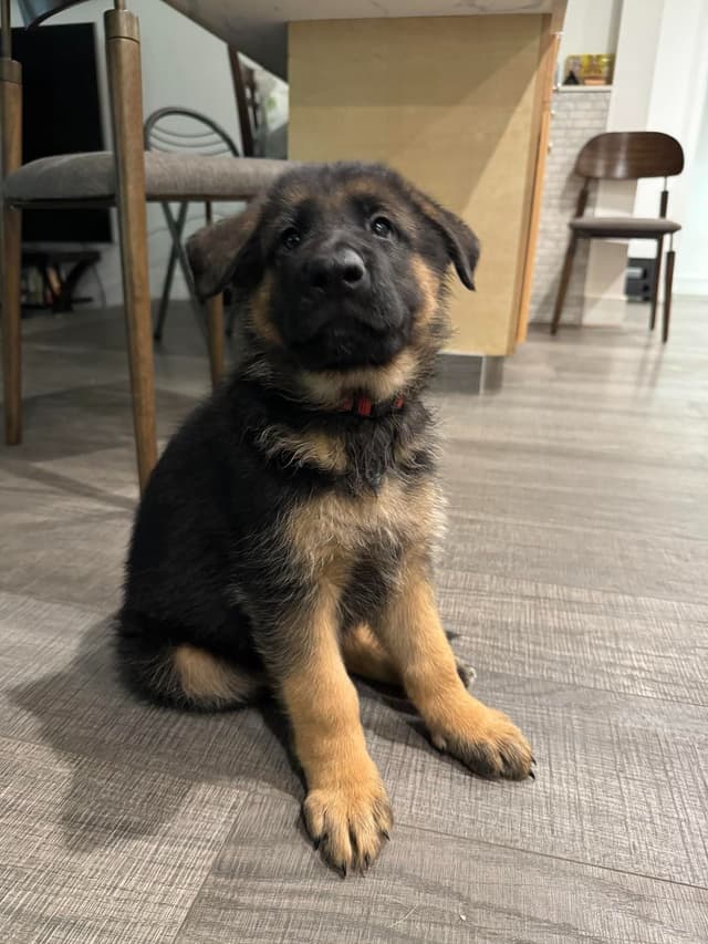 German Shepherd Dog Puppies media 20