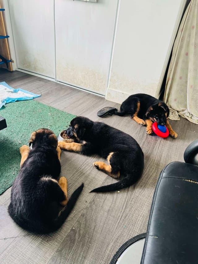 German Shepherd Dog Puppies media 23