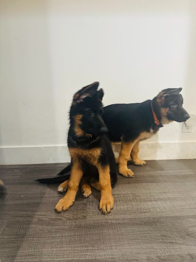 German Shepherd Dog Puppies media 25