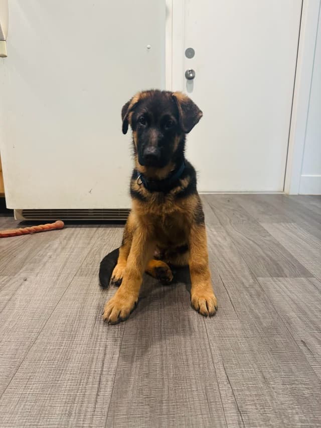 German Shepherd Dog Puppies media 27