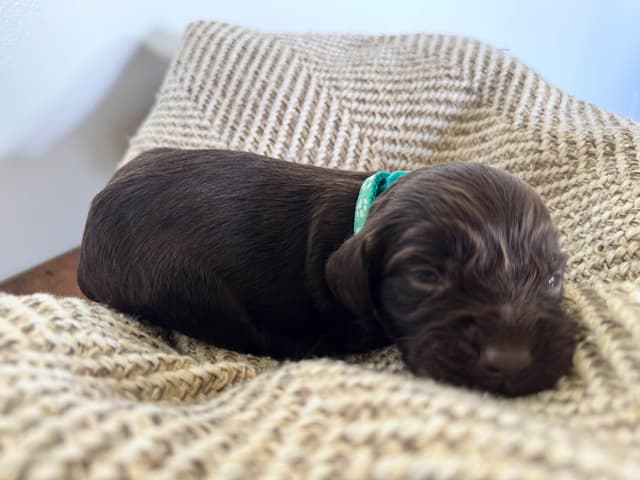 Boykin Spaniel Puppies media 2