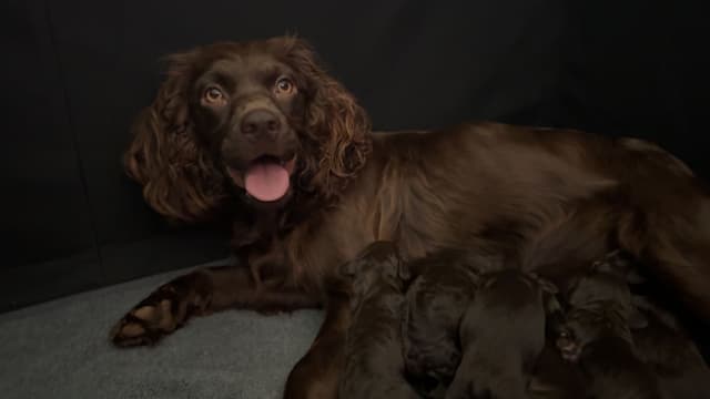 Boykin Spaniel Puppies media 3