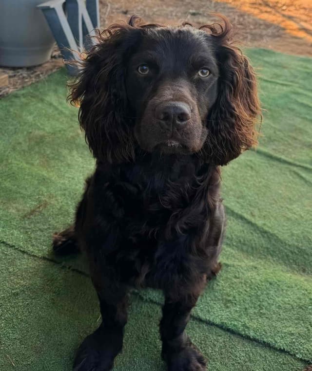 Boykin Spaniel Puppies media 4