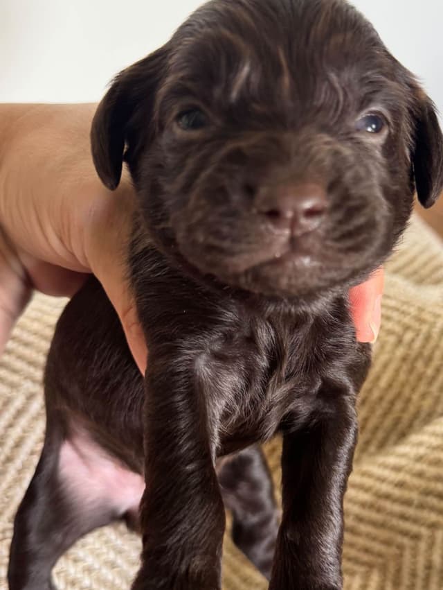 Boykin Spaniel Puppies media 5