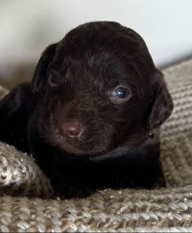 Boykin Spaniel Puppies media 6