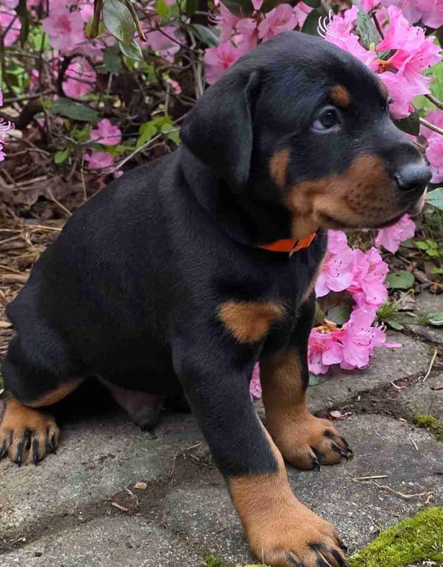Doberman Pinscher Puppies media 11