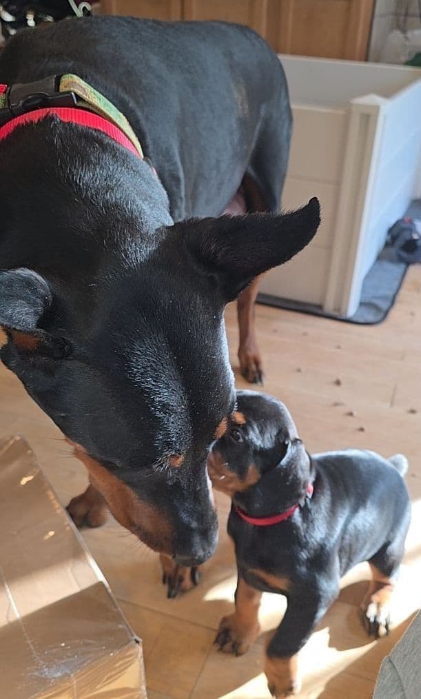 Doberman Pinscher Puppies media 10