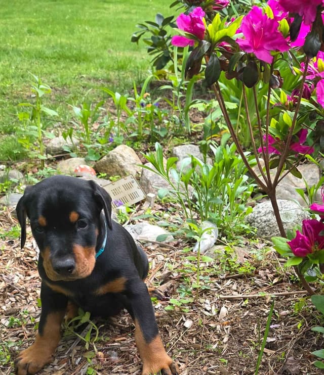 Doberman Pinscher Puppies media 4