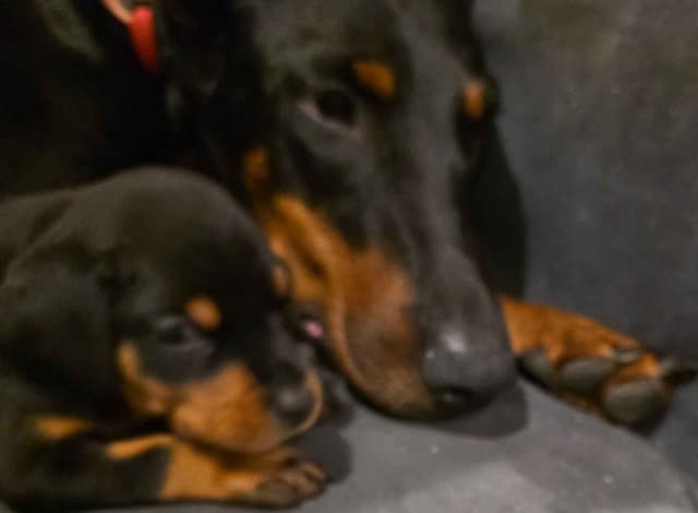 Doberman Pinscher Puppies media 7
