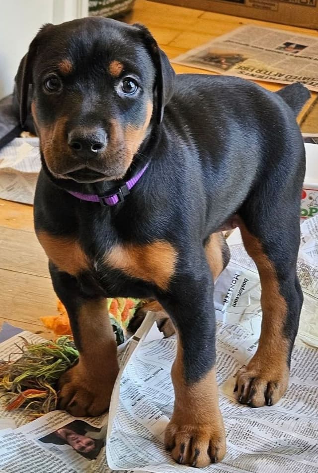 Doberman Pinscher Puppies media 8