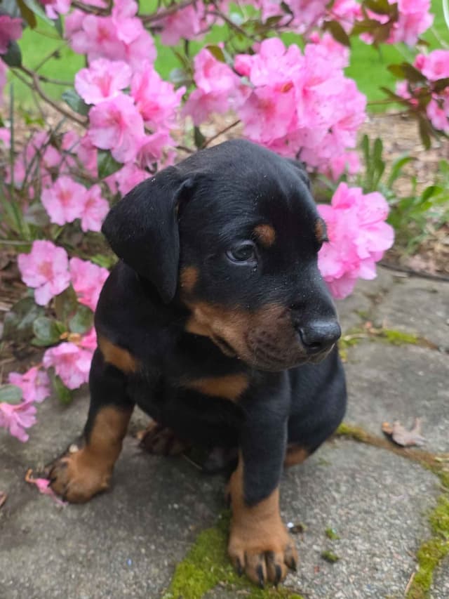 Doberman Pinscher Puppies media 3