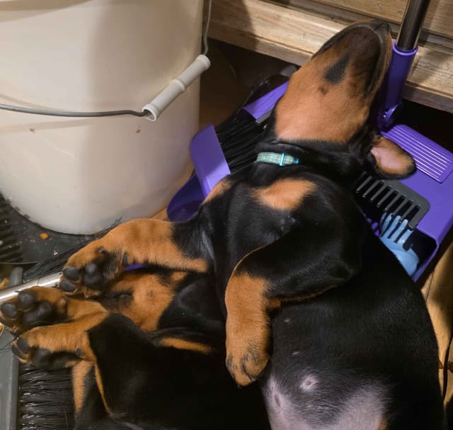Doberman Pinscher Puppies media 13