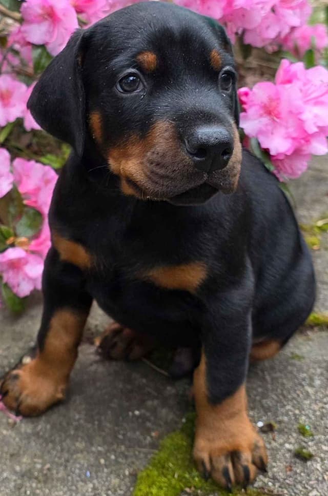 Doberman Pinscher Puppies media 12