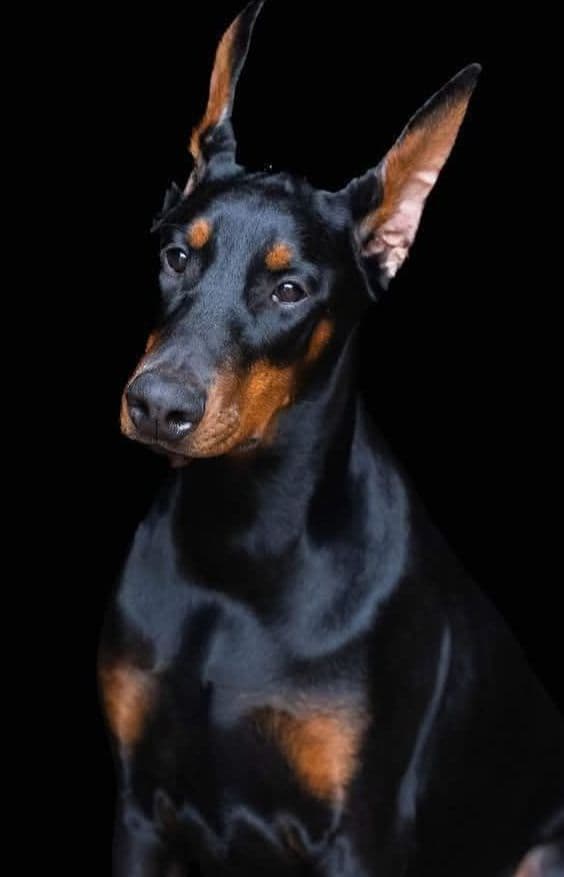 Doberman Pinscher Puppies breeder image 1