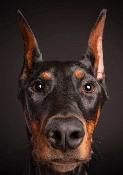 Doberman Pinscher Puppies breeder image 2
