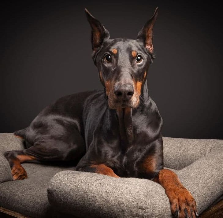 Doberman Pinscher Puppies breeder image 3