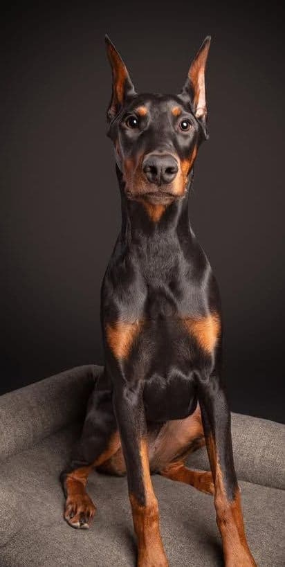 Doberman Pinscher Puppies breeder image 4