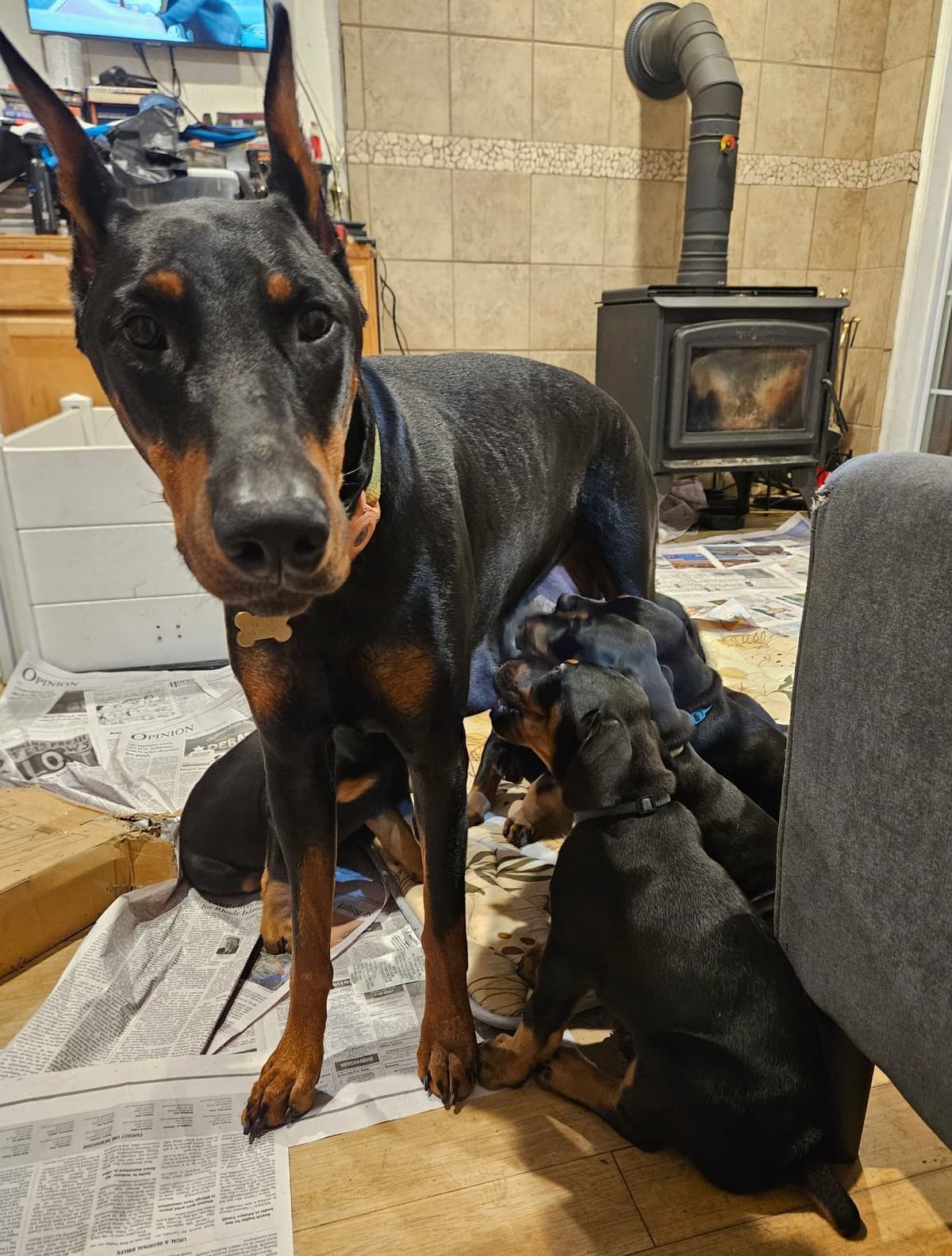 Doberman Pinscher Puppies breeder image 6