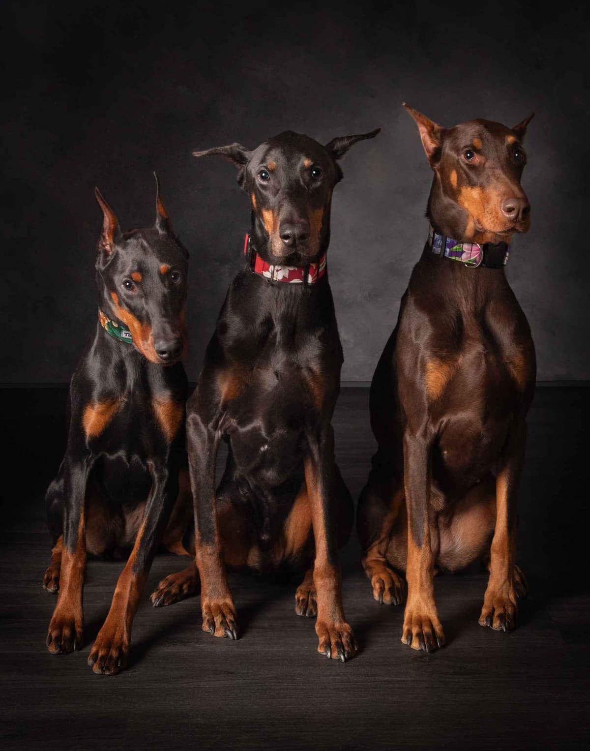 Doberman Pinscher Puppies breeder image 7