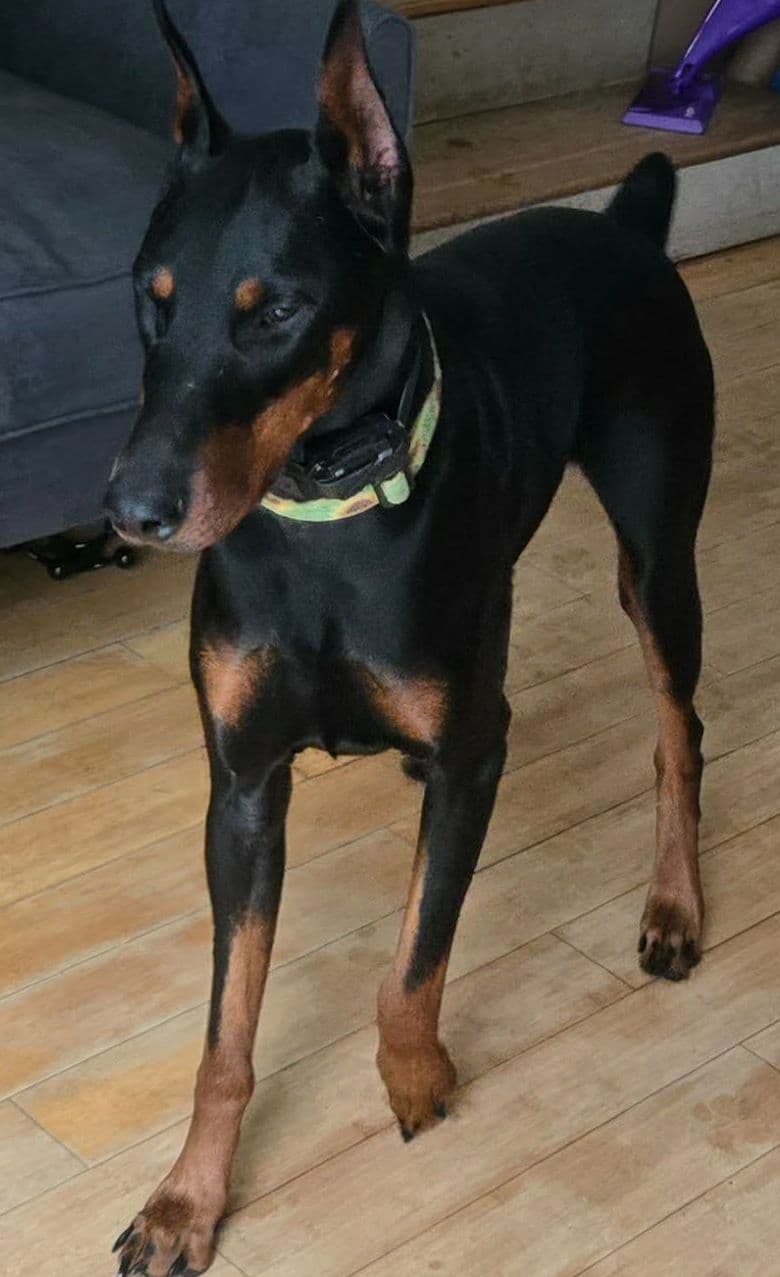 Doberman Pinscher Puppies breeder image 8